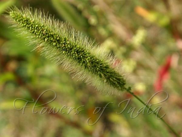 Green Foxtail